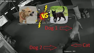 Dogs Attack Cat | Epic Cat vs Dog Fight | Who Will Reign Supreme? #CatvsDog #FierceBattle #petwar