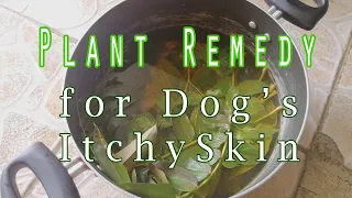 Plant Remedy for Dog's Itchy Skin (NATURAL REMEDY)