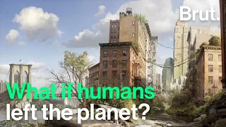 What would happen to Earth if humans suddenly disappeared