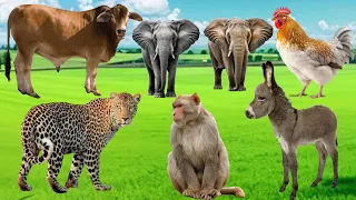 Wild Animal Sounds : Donkey, Elephant, Cow, Monkey, Rooster, Dog,Horse, Tiger,  | Animal Paradise