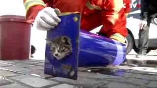 Cat gets rescued from pipe