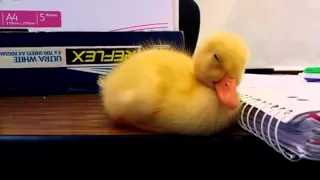 Baby Duck Can't Stay Awake