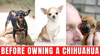 What You NEED To Know Before Owning A Chihuahua Dog - 10 Facts About Chihuahuas You Need To Know