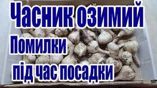 Помилки під час посадки озимого часнику, які призводять до втрати врожаю.