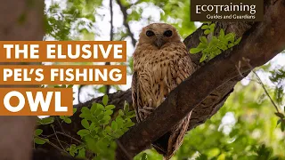 The Elusive and Rare Fishing Owl | Birds of the Bush