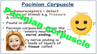 Pacinian Corpuscle. A-level Biology.