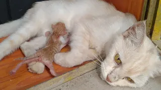 Mother Cat Have No Experience Of Raising Kittens Her Cute Kitten Losing Strength
