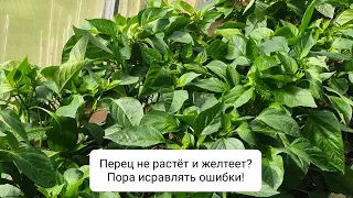 Рассада перца не растёт и желтеет?  это потому что перец после высадки не любит...