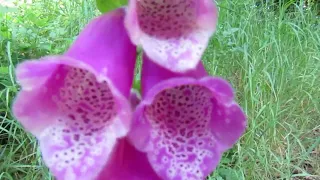 Foxglove 5-6-2024