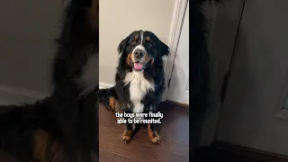 My Bernese Mountain Dog Is Reunited With His Golden Retriever Best Friend After 5 Months Apart🥹