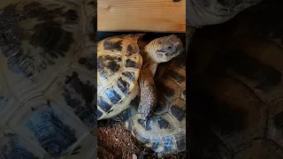 RUSSIAN TORTOISE GETTING FRISKY