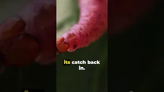 A worm that creeps you out-Ribbon Worms! #shorts #facts #factshorts #fact #shortsvideo #viral