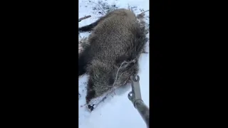 Загонная охота на кабана с помощью гончих собак. Нападет ли раненный кабан на охотника?