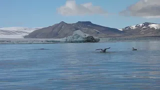 A flock of northern fulmar fly-bathing in Arctic waters of Svalbard