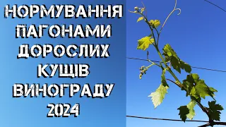 Нормування пагонами дорослих кущів винограду 2024