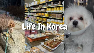 MY PUPPYS EMERGENCY VET VISIT + Cost of Groceries in KOREA 🇰🇷
