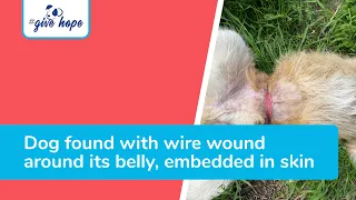 Dog found with wire wound around its belly, embedded in his skin