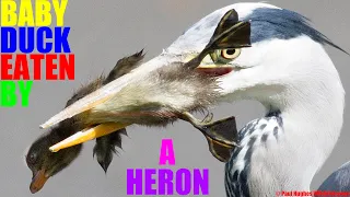 An unsuspecting baby duck is seized and eaten by a bird known as a heron that swallows prey whole.