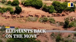 China’s herd of rare Asian elephants heads north again after moving south