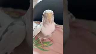 Любимая песня Габби 🥰 #september #cockatiel #parrot #calopsita #попугай #корелла #попугайпоет