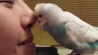 Budgie gives kisses