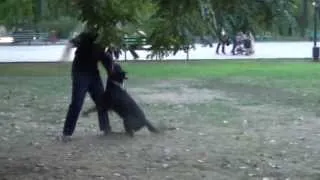 Rottweiler Attack Training Session