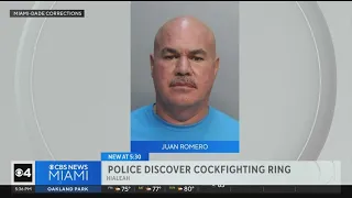 Cockfighting ring busted in Hialeah