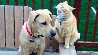 Chats vs Chiens - Qui gagne?