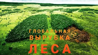 Вырубка леса в России в частности в Иркутской области. СИЛА СИБИРИ...