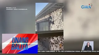 Pamemeste ng libo-libong kuliglig, problema ng mga residente | Unang Balita