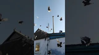 николаевские голуби  полёт г береслав