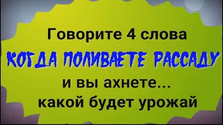 Делайте это когда поливаете рассаду и урожай превзойдёт все ваши ожидания