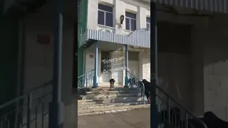 Вот сколько бродячих собак у порога школы №13 в Астрахани. Страшно даже прогнать их, начинают рычать