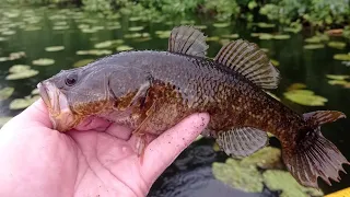 Ловля Ротана и Карася на боковой кивок. Рыбалка в кувшинках. Рыбалка в Чувашии.