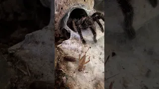 Tarantula eats insect 🧟‍♂️#shorts #horror #spider #tarantula #vogelspinne