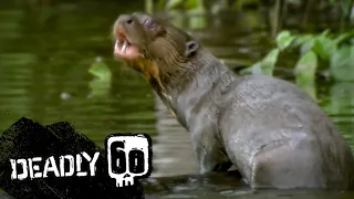 Rare Giant Otter Spotted! | Deadly 60 | BBC Earth Kids