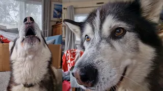 Old Husky Talks So Clearly! Wow!