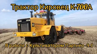 Трактор Кировец К-700 А работа с Культиватором Партнёр -9.0