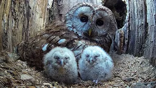 Wild Tawny Owls Adopt 6 Orphaned Owlets 🦉🦉 Full Story | Luna & Bomber | Robert E Fuller
