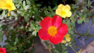 Amazing Colors of Spring Flowers and Fall Leaves -- Nature Relax Video with Nature.....