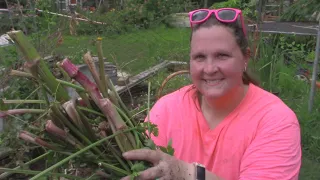 Pink Celery Harvest & CRAZY UPDATES