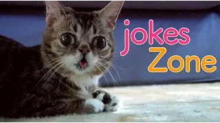 Самые смешные видео недели Июль 2016 || Подборка смешных видео Best Jokes №3