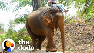 Elephant Chained Up For Years Has The Best Reaction To Freedom | The Dodo