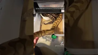 🐍 Snake breeding: How it works! 🧪 #shorts #ballpythons #bredlipython #reptiles #snakebreeder