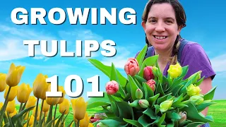 A Beginner's Guide to Growing Tulips in Zone 8B