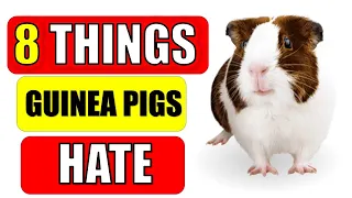 8 THINGS GUINEA PIGS HATE !