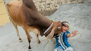 Khorat cow  ny Ali ko takkar mar Di 🥺 ||