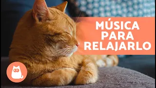 Música RELAJANTE para GATOS Estresados 🐱💫  ¡Relaja y Calma a tu Felino!