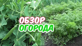 Обзор огорода. Проблема с горохом. Снова дождь..  30.05.2023