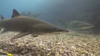 Grey Nurse Sharks